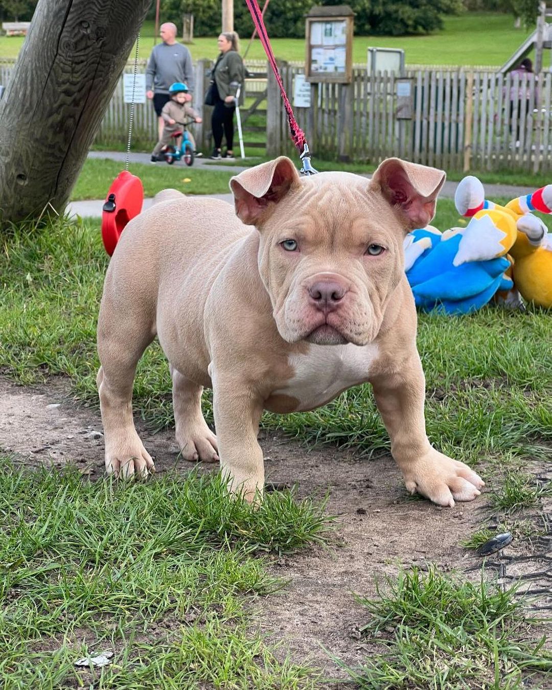 Pocket Bully