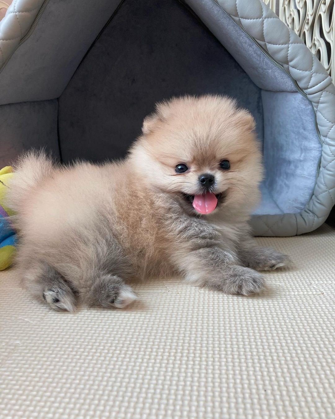 Pomeranian