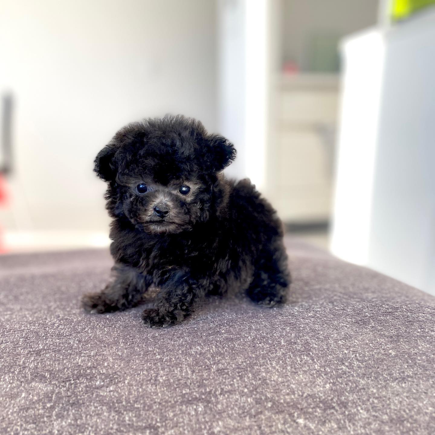 Poodle