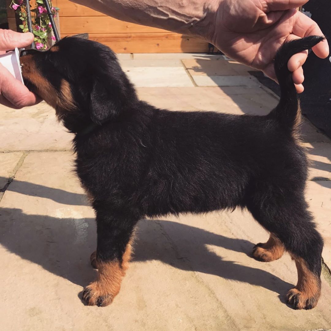 Rottweiler