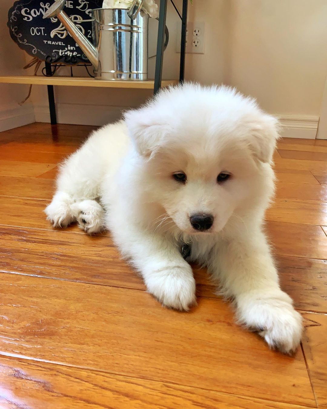 Samoyed