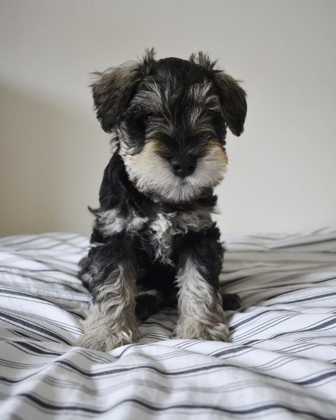 Schnauzer