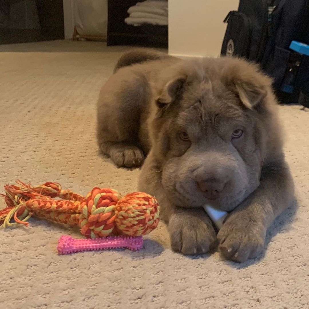 Shar Pei
