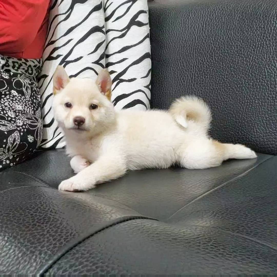 Shiba Inu