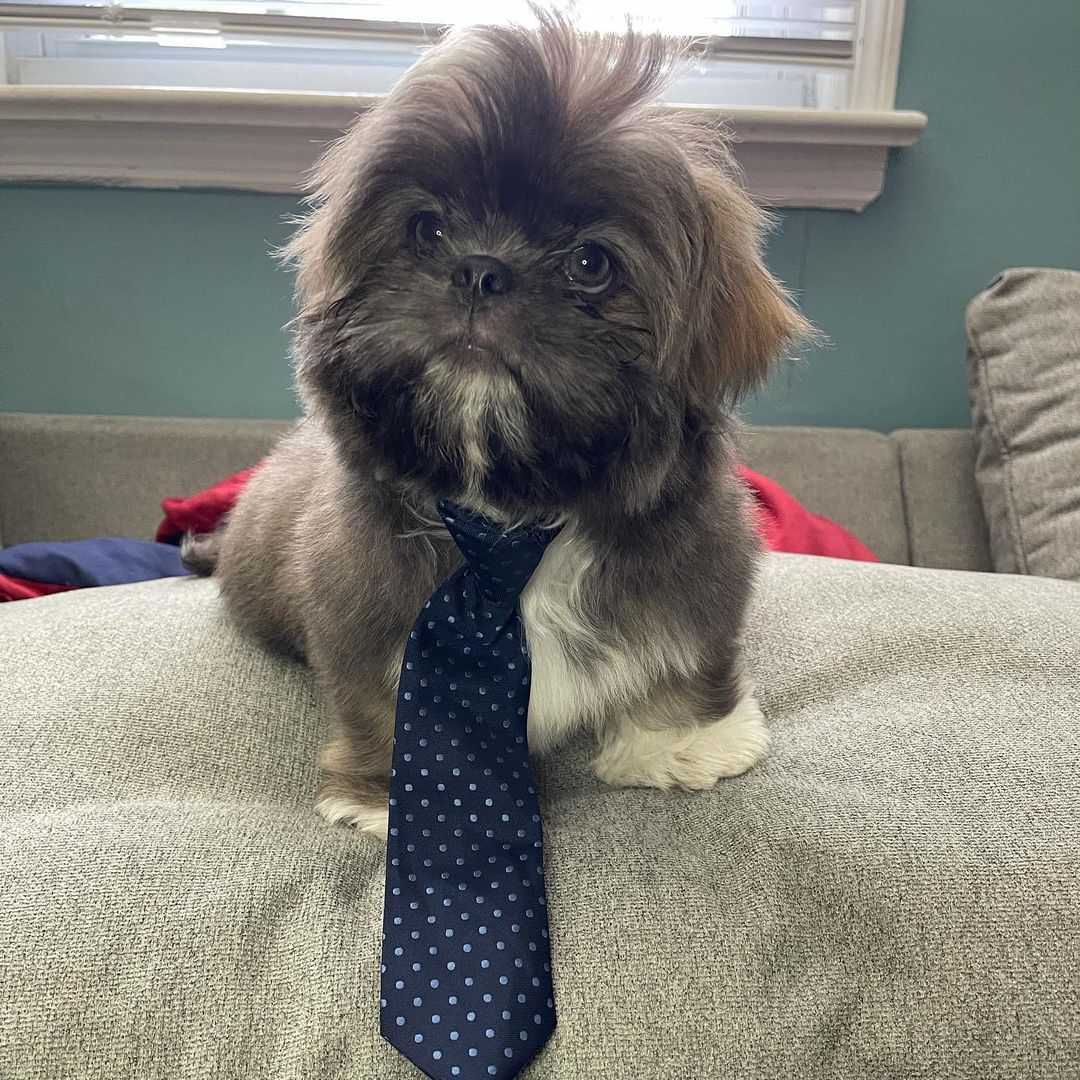 Shih Tzu