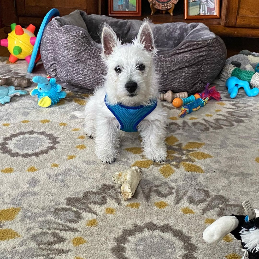 West Highland White Terrier