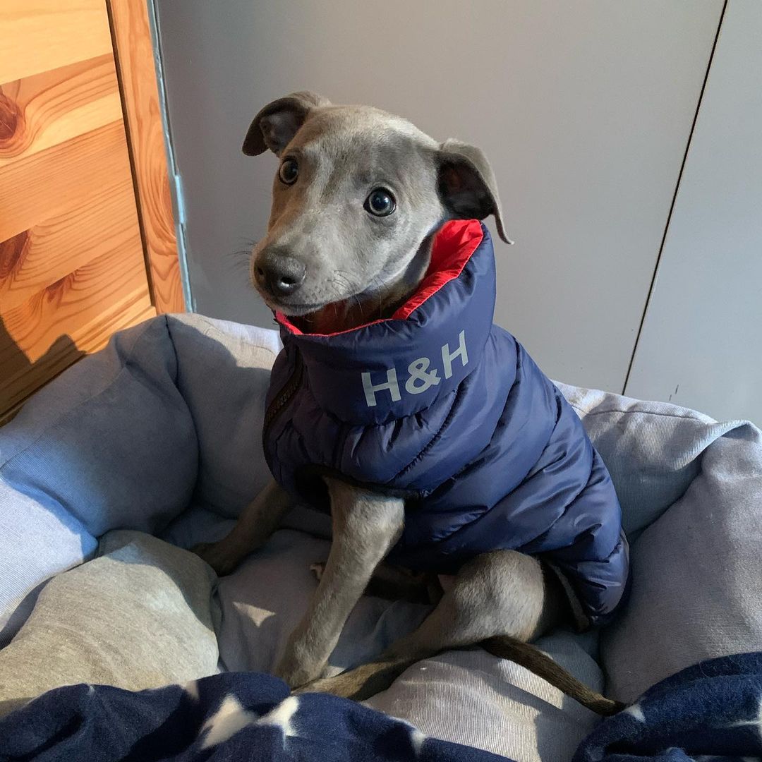 Whippet