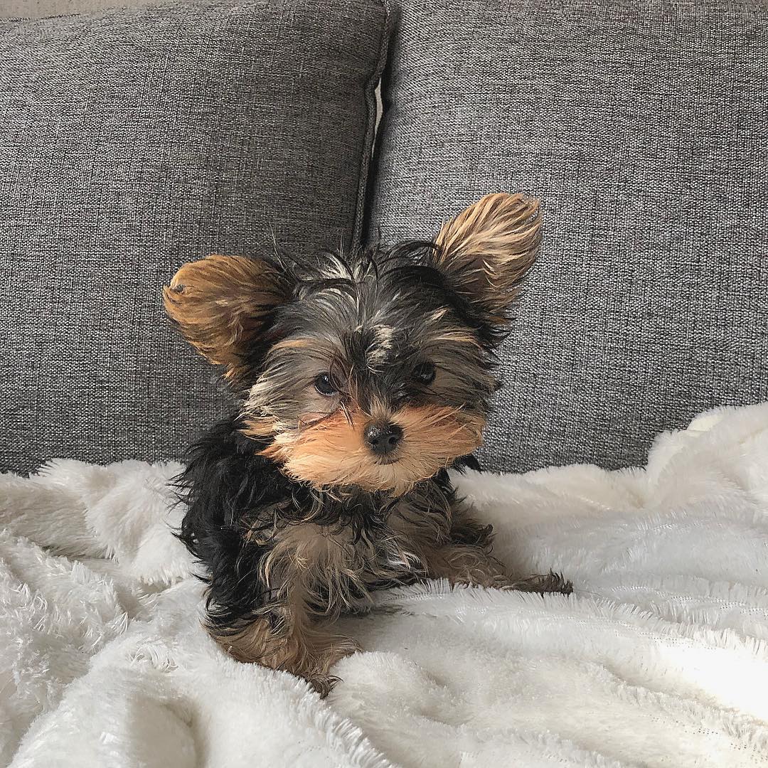 Yorkie